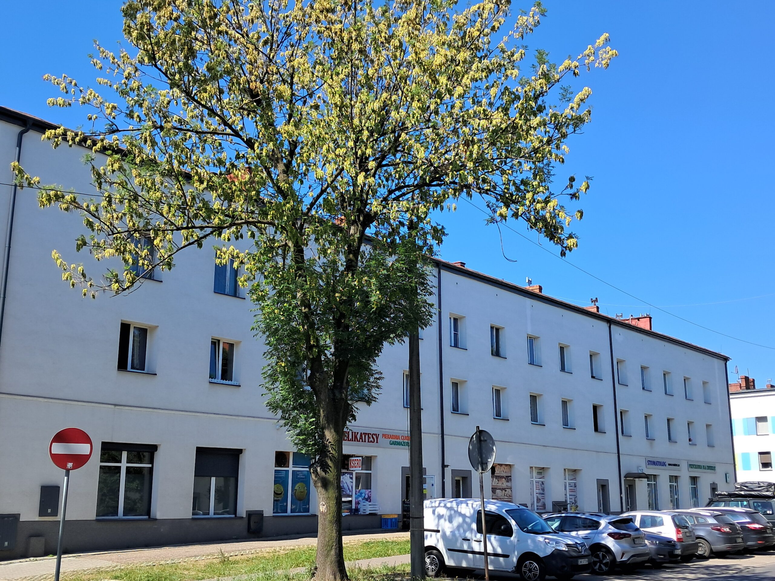 Maczka 13